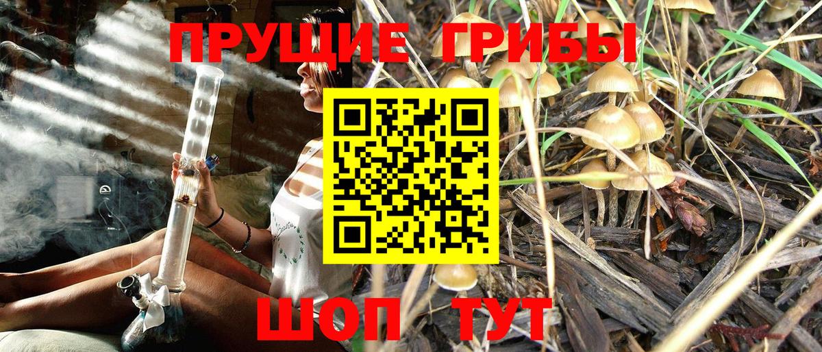 Городец  Псилоцибиновые грибы Psilocybine cubensis  Вход с VPN  Галлюциногенные грибы прущие грибы 